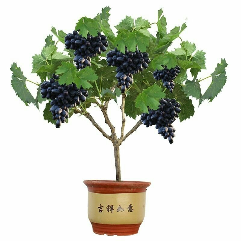 葡萄盆栽，直接可以下单包邮