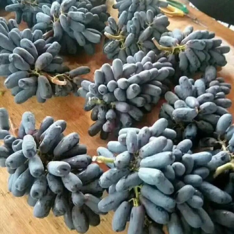 葡萄盆栽，直接可以下单包邮