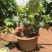 葡萄盆栽，直接可以下单包邮