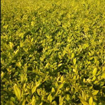 金叶水腊苗圃常年供应工程苗床苗小苗地栽小苗