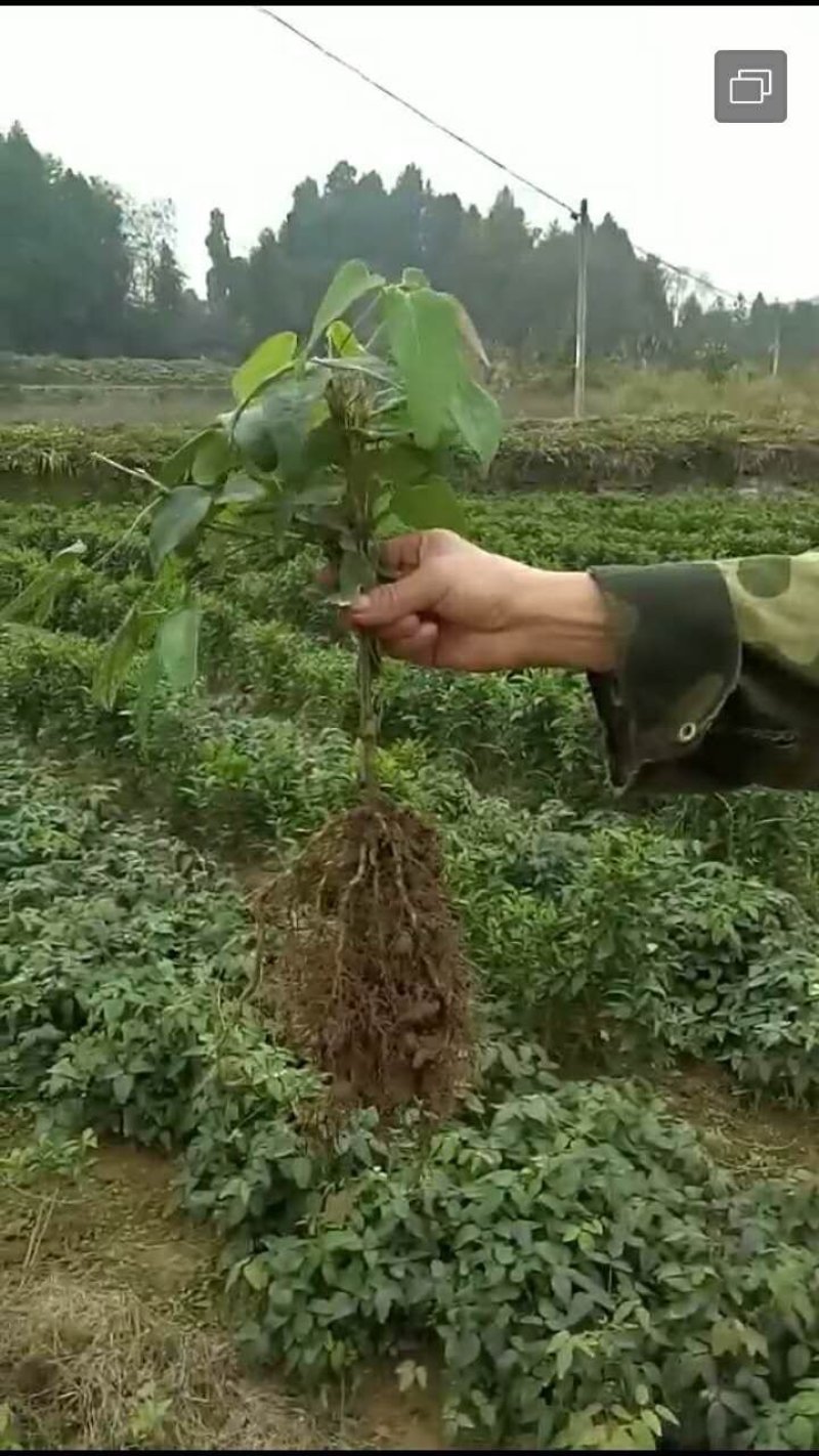 优质3年八月瓜驯化苗，紫瓜