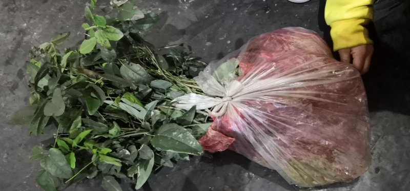 优质3年八月瓜驯化苗，紫瓜