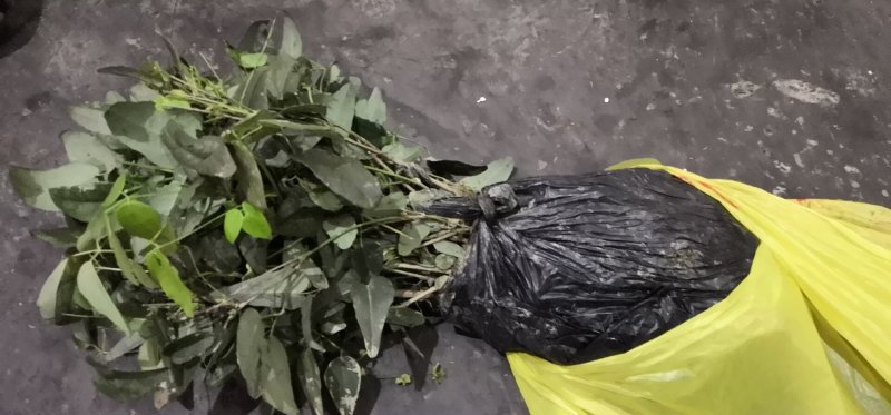 优质3年八月瓜驯化苗，紫瓜