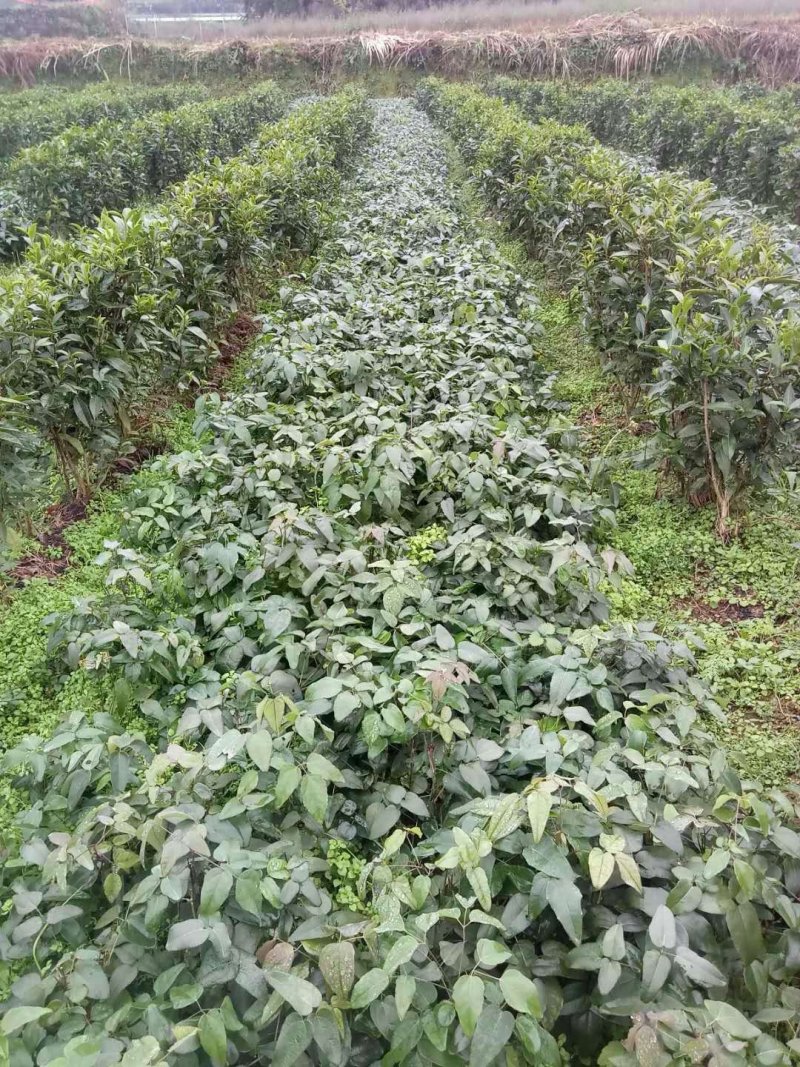 优质3年八月瓜驯化苗，紫瓜