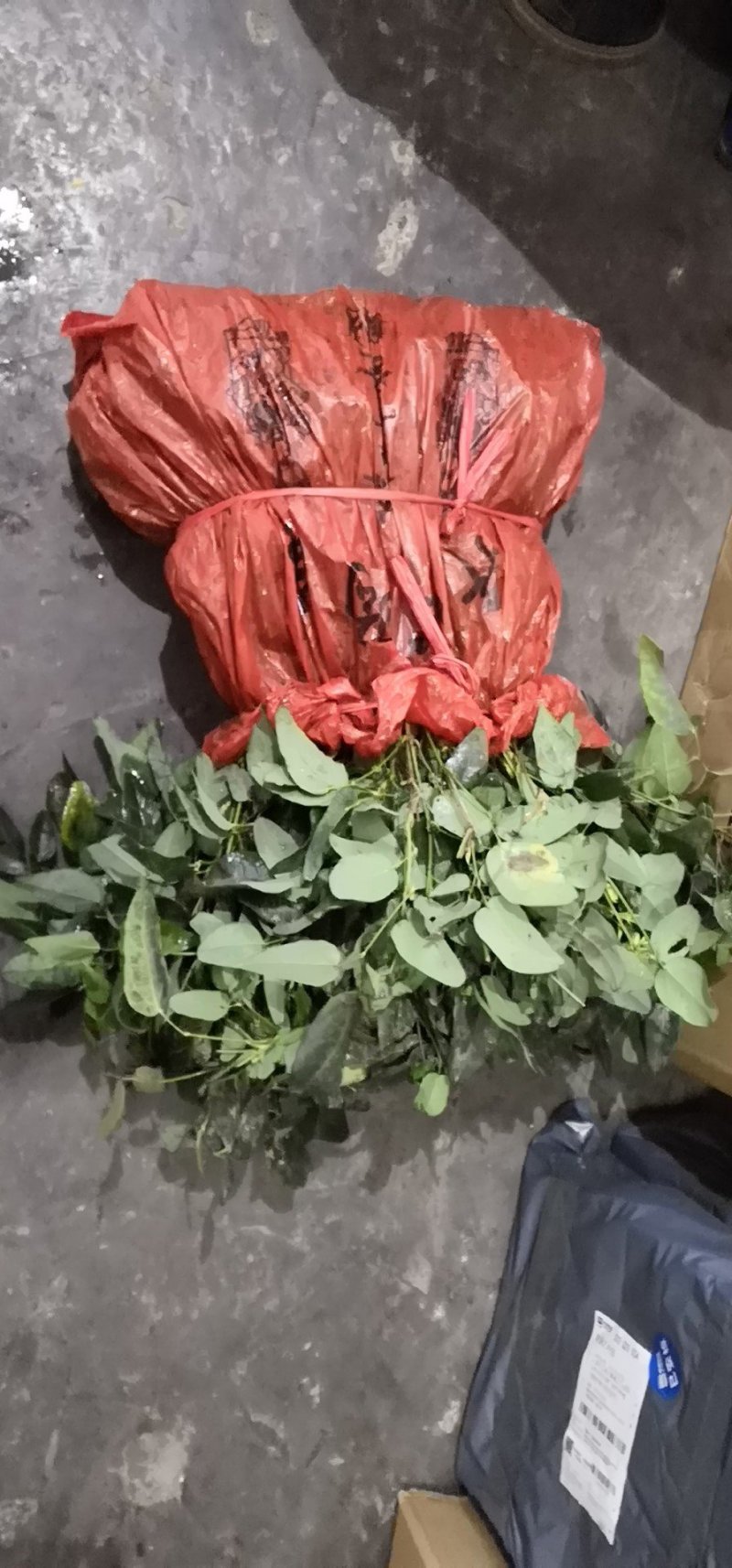 优质3年八月瓜驯化苗，紫瓜