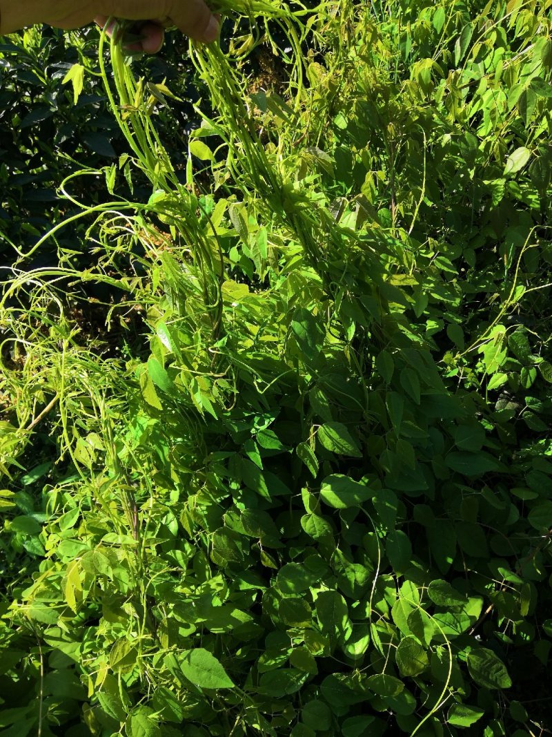 优质3年八月瓜驯化苗，紫瓜