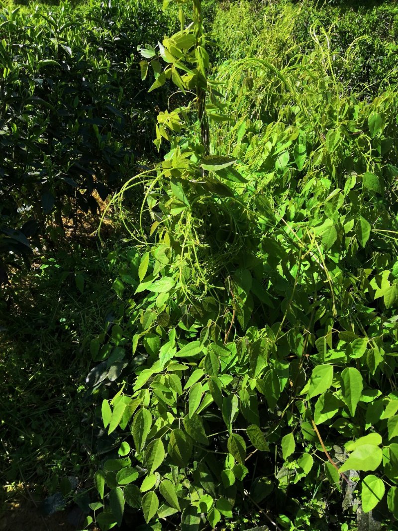 优质3年八月瓜驯化苗，紫瓜