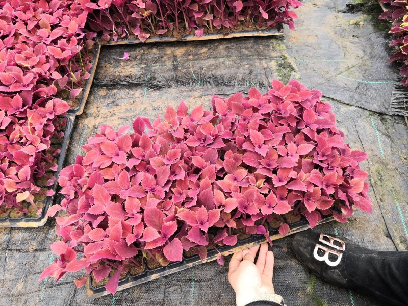 彩叶草大量出穴盘苗