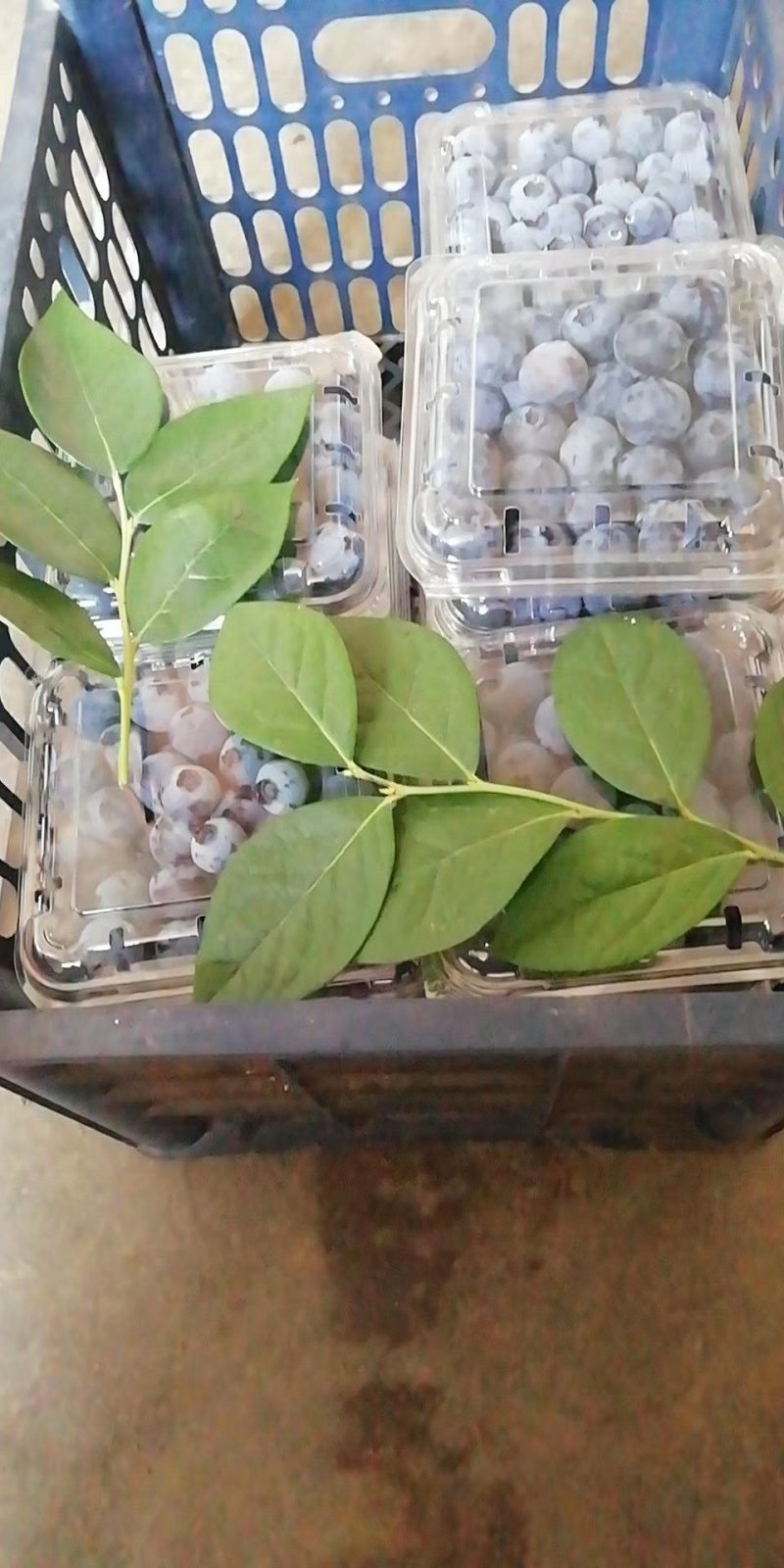 蓝莓