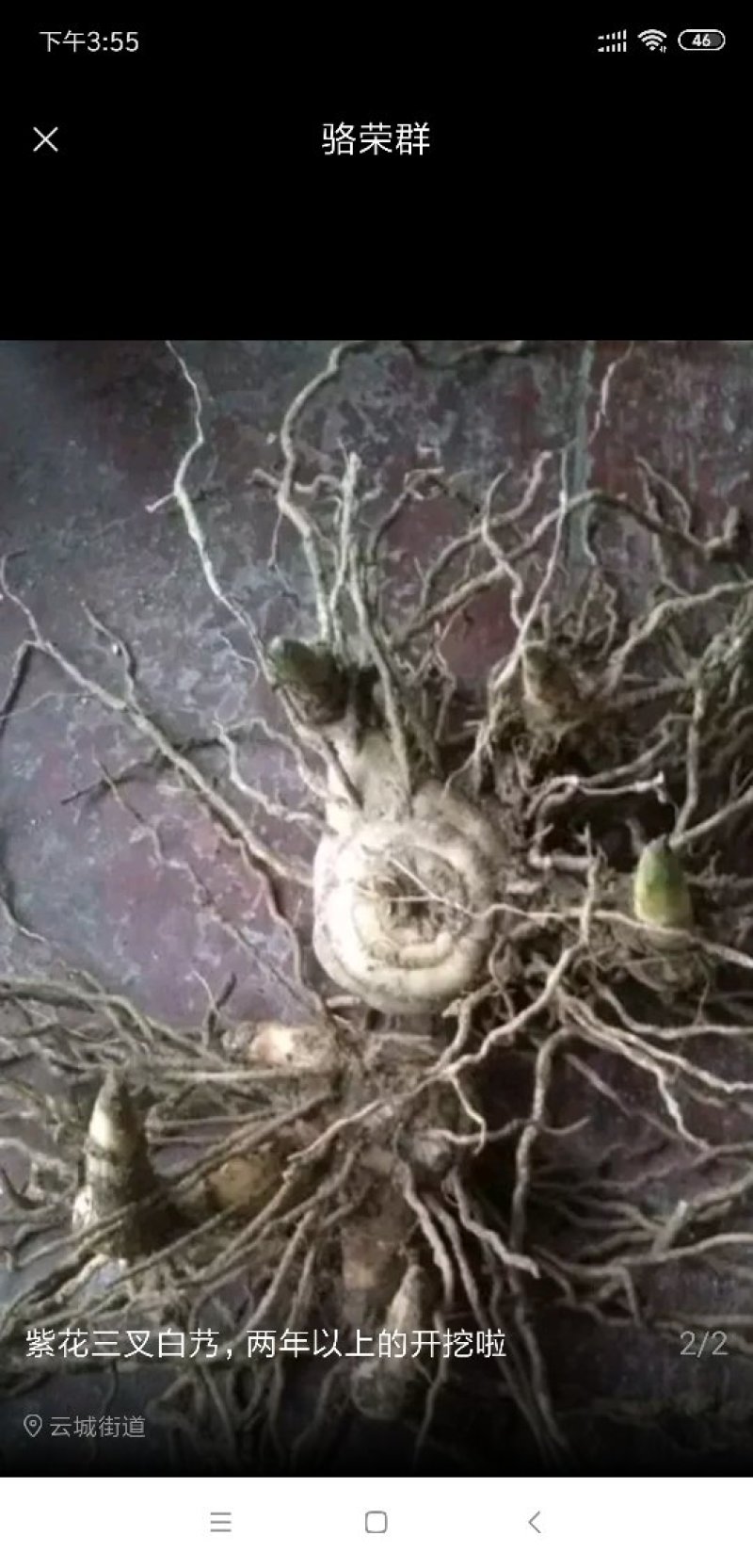 紫花三叉白芨通货鲜货小苗到大白艿都有