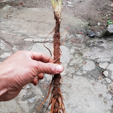 仙茅独角仙茅