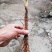 仙茅独角仙茅