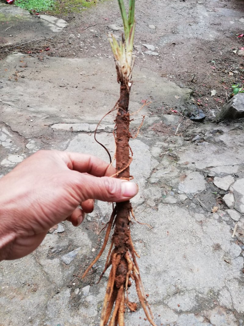 仙茅独角仙茅