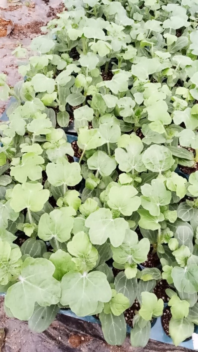 【精选】优质黑美人西瓜嫁接苗，基地种植直发，质量保证