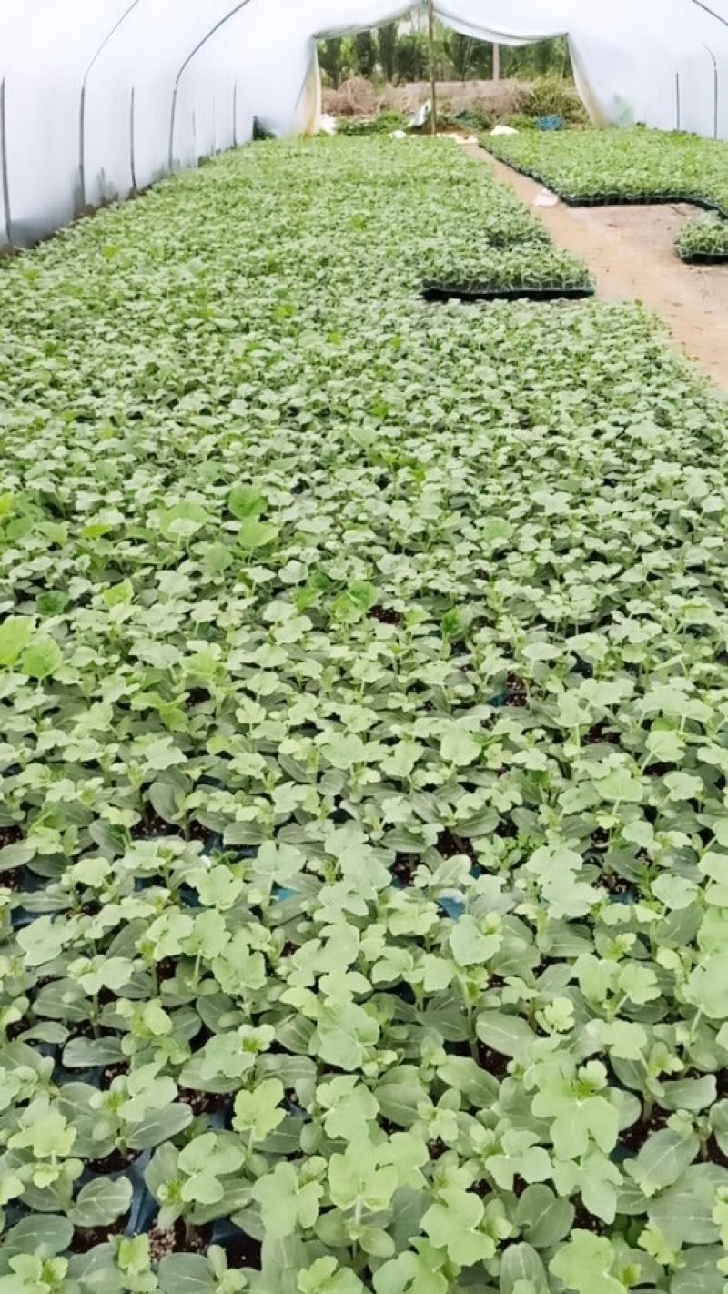 【精选】优质黑美人西瓜嫁接苗，基地种植直发，质量保证