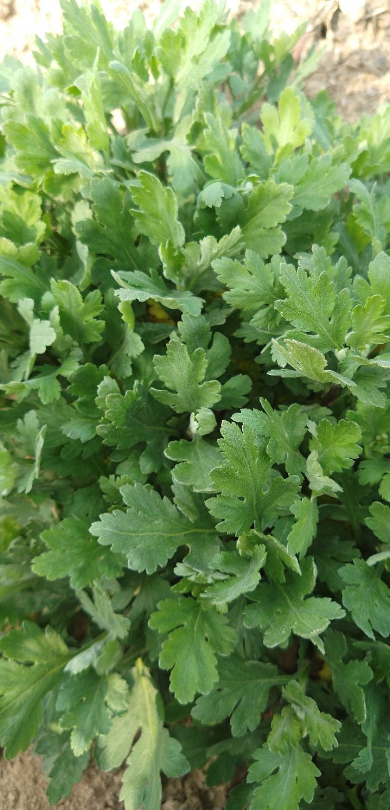 金丝菊。北京菊，杭白菊。苏北品种齐全