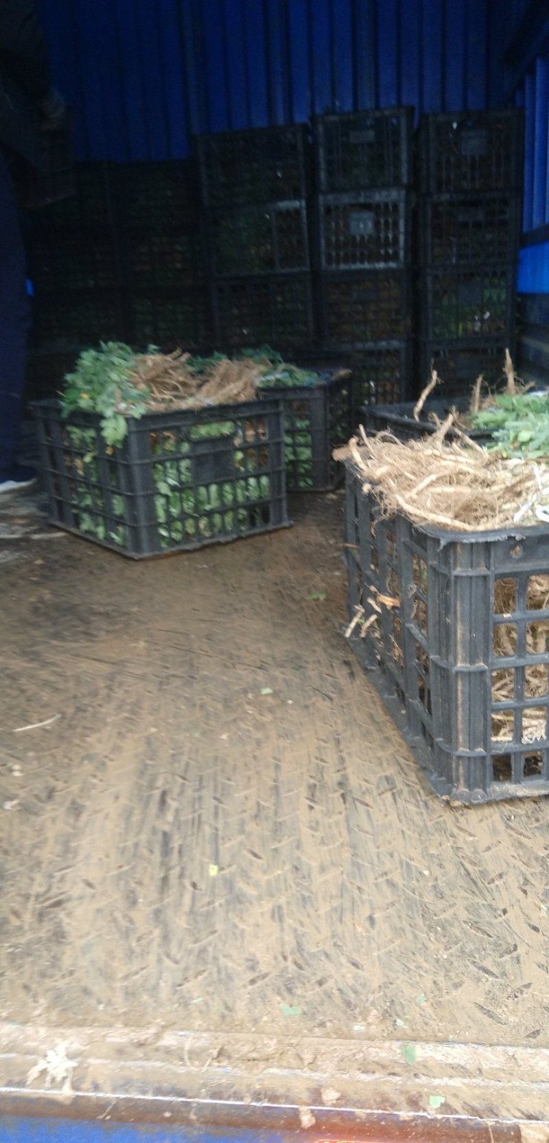 金丝菊。北京菊，杭白菊。苏北品种齐全
