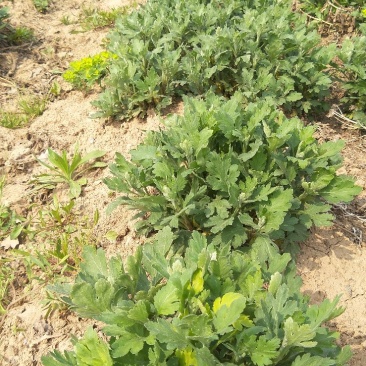 金丝菊。北京菊，杭白菊。苏北品种齐全