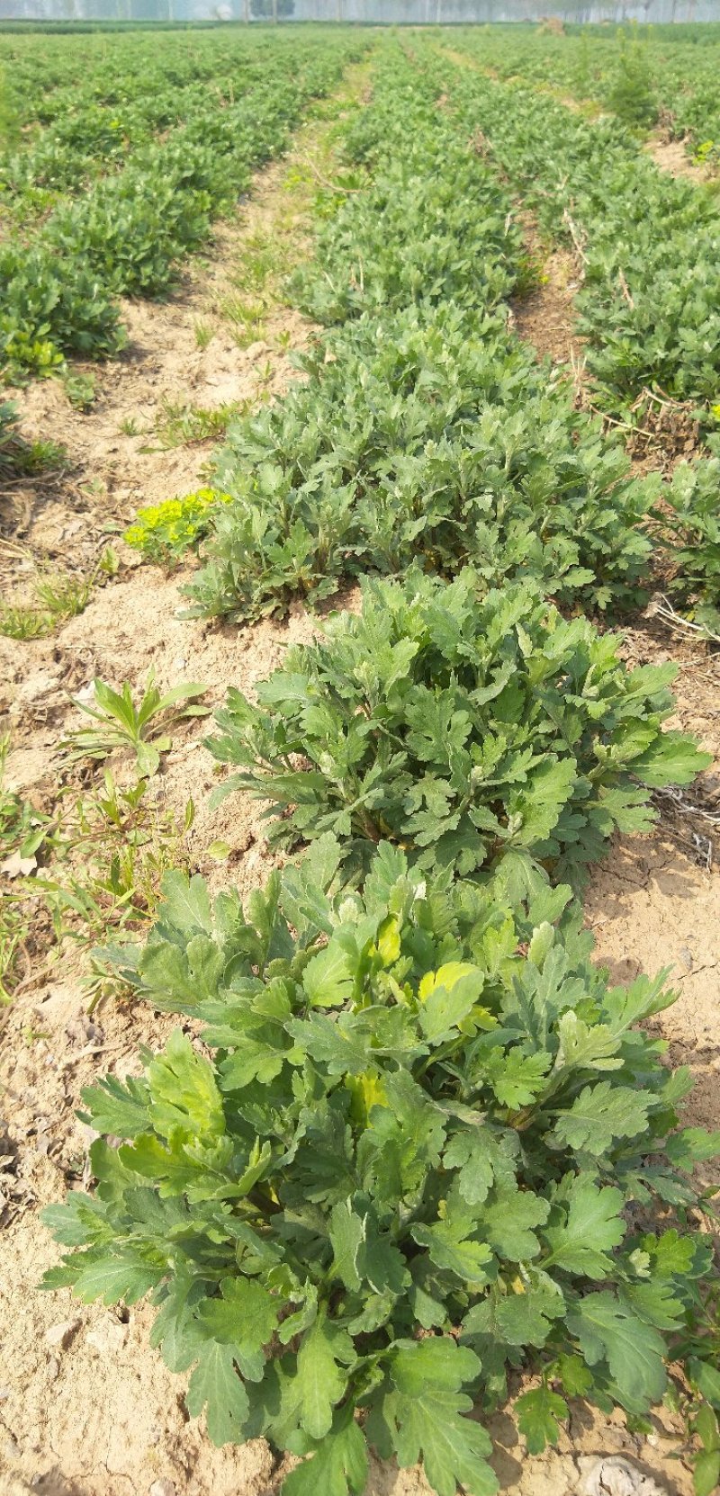 金丝菊。北京菊，杭白菊。苏北品种齐全
