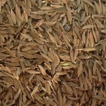蒲公英种子