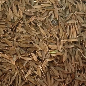 蒲公英种子
