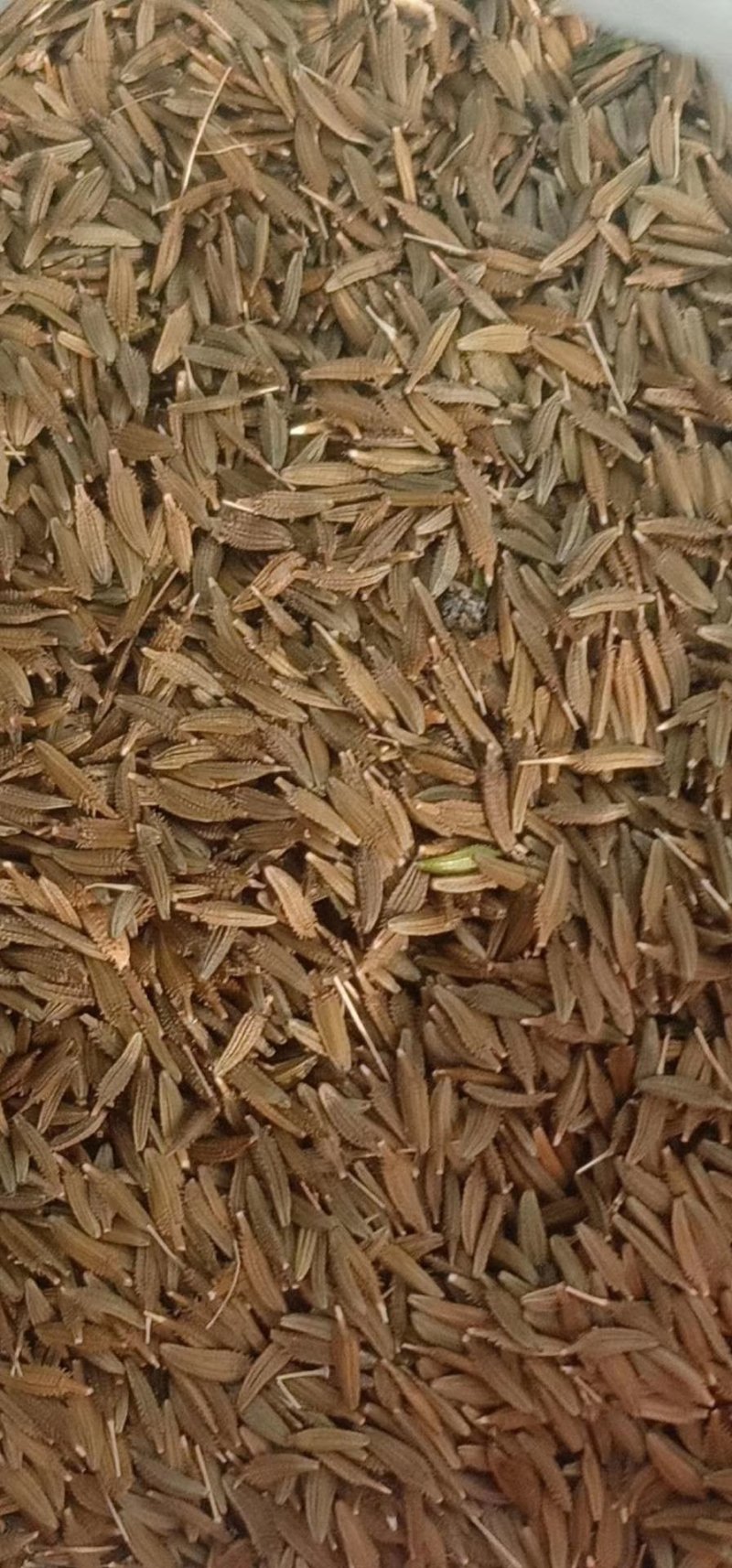 蒲公英种子