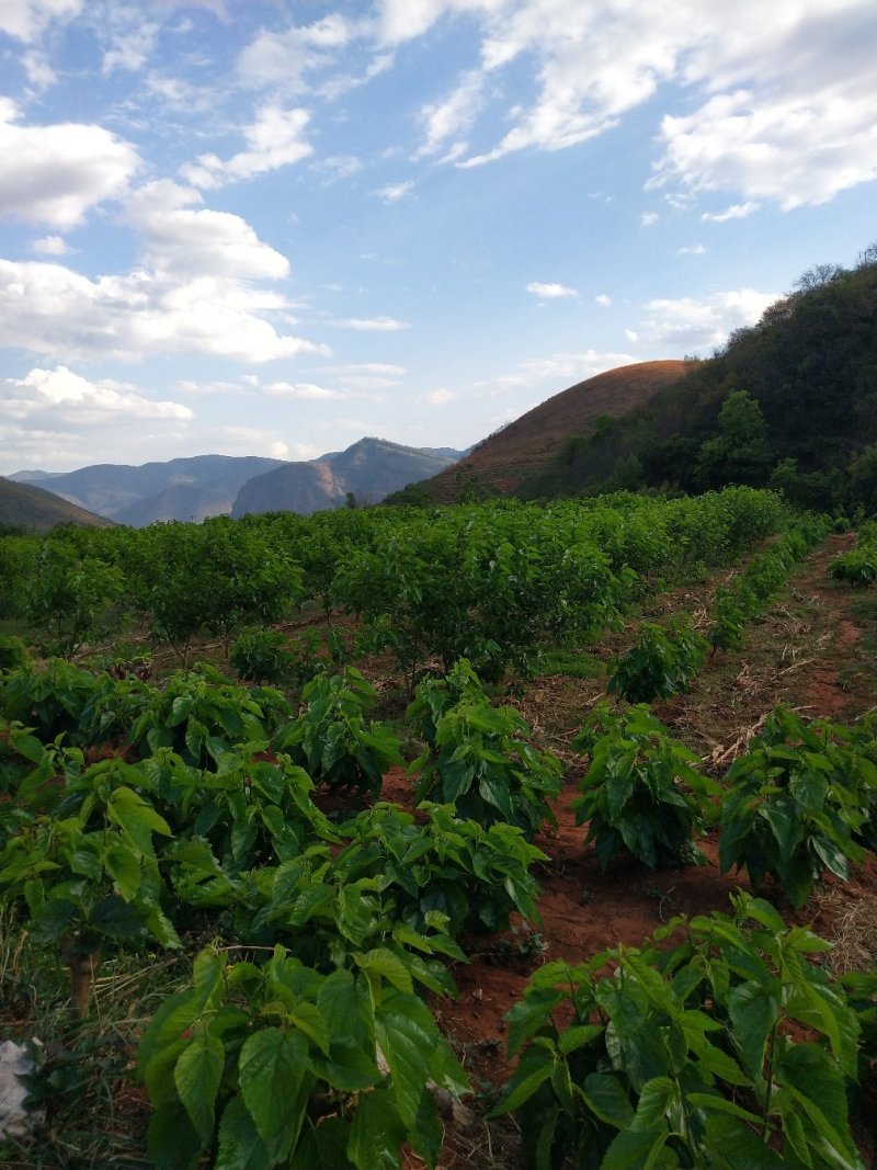桑葚干，2021年新货，产地一手货源，量大欢迎来撩