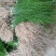 芦笋苗芦笋根绿白芦笋苗育苗基地直销死苗补发视频选一件代发