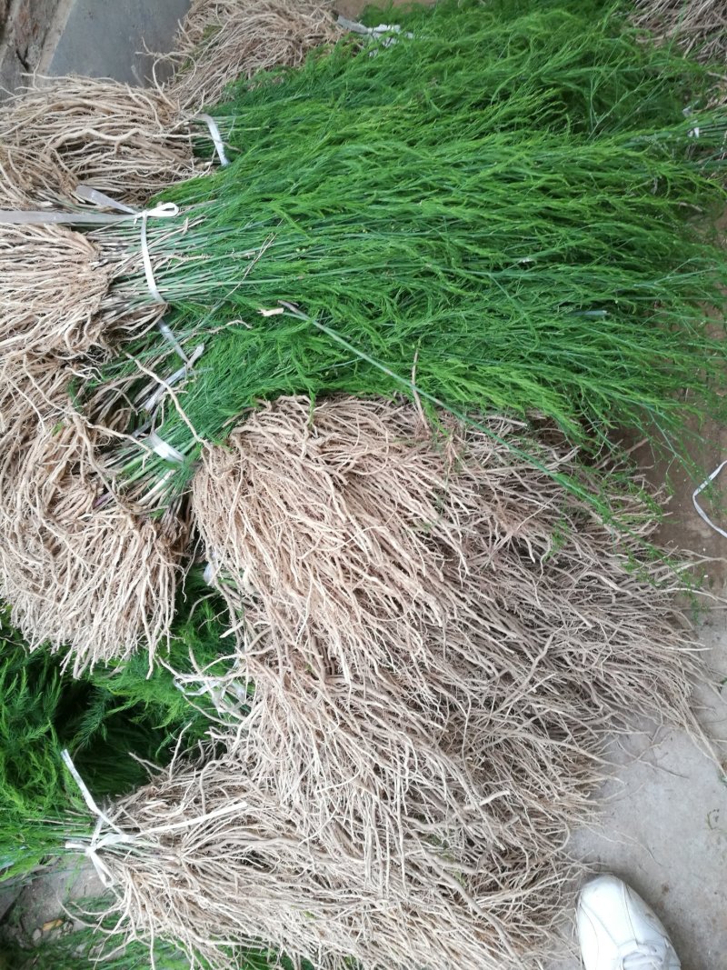 芦笋苗芦笋根绿白芦笋苗育苗基地直销死苗补发视频选一件代发