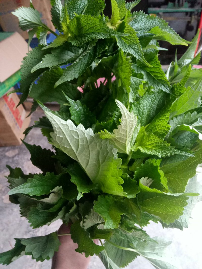 新鲜鱼香叶