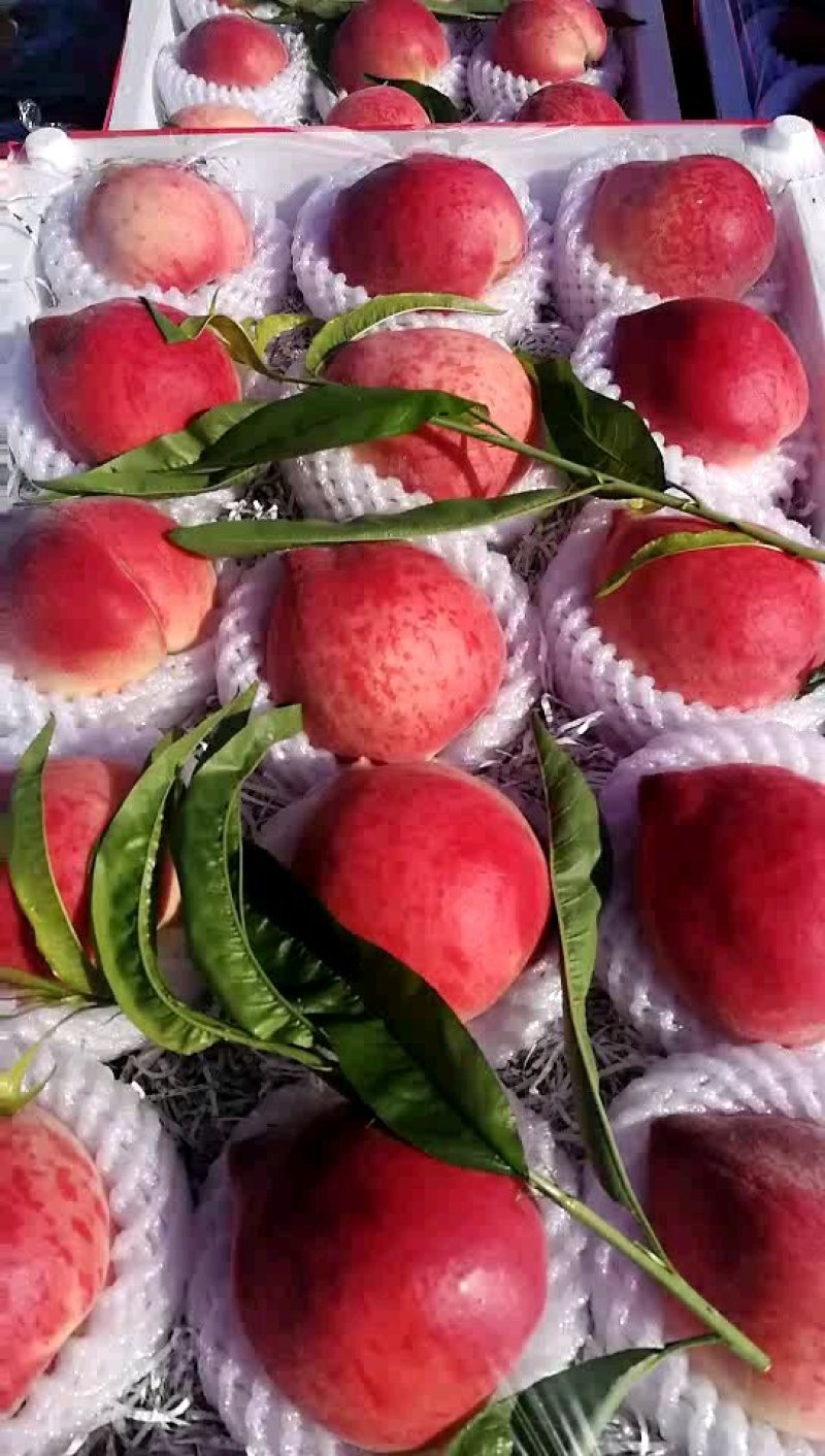 毛桃