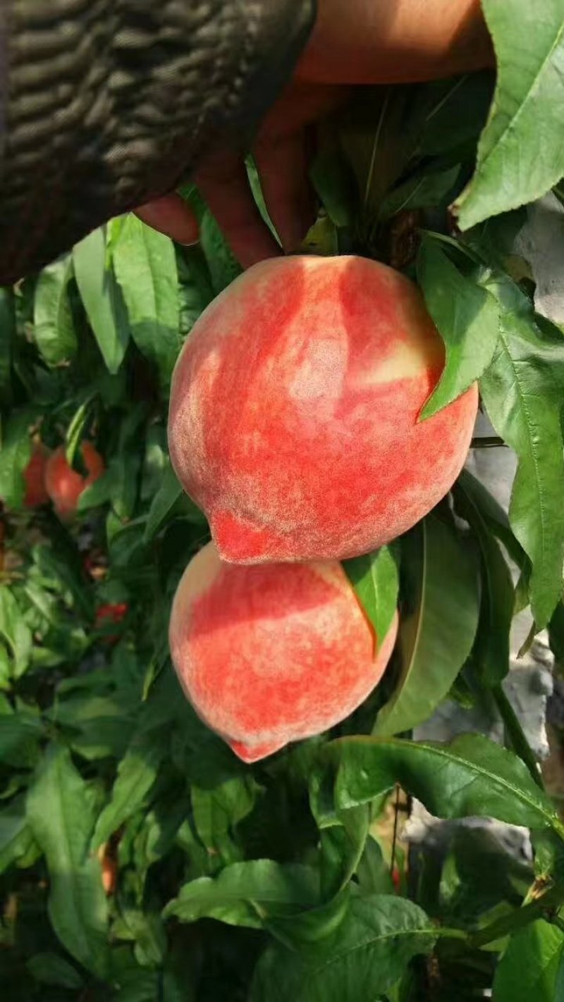 毛桃