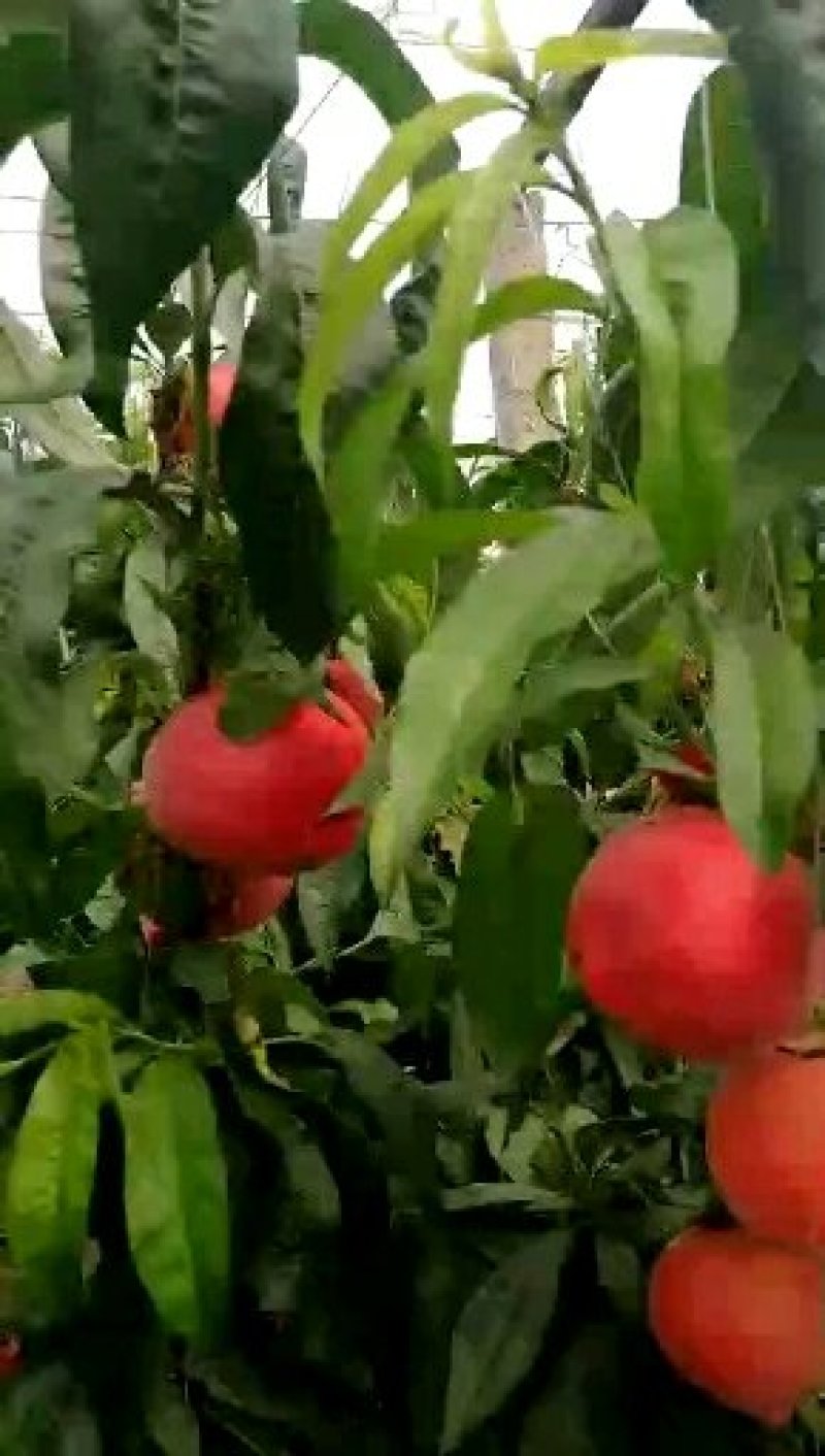 毛桃