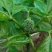 人参花茶