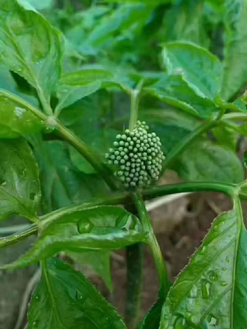 人参花茶