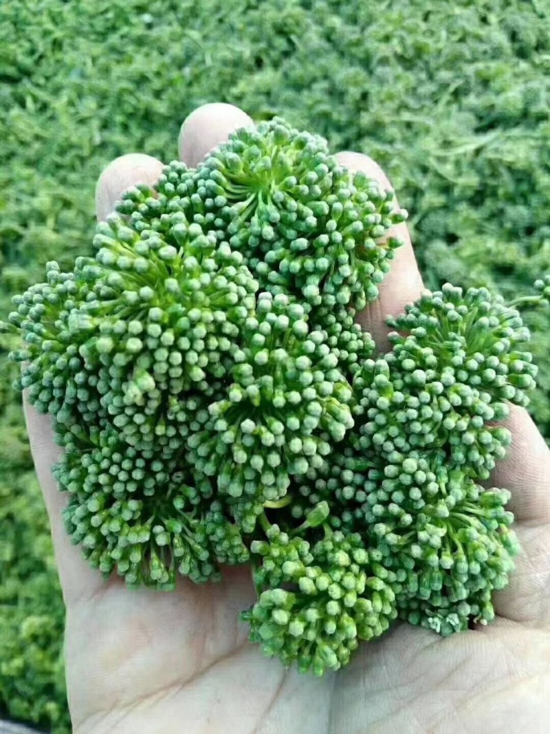 人参花茶