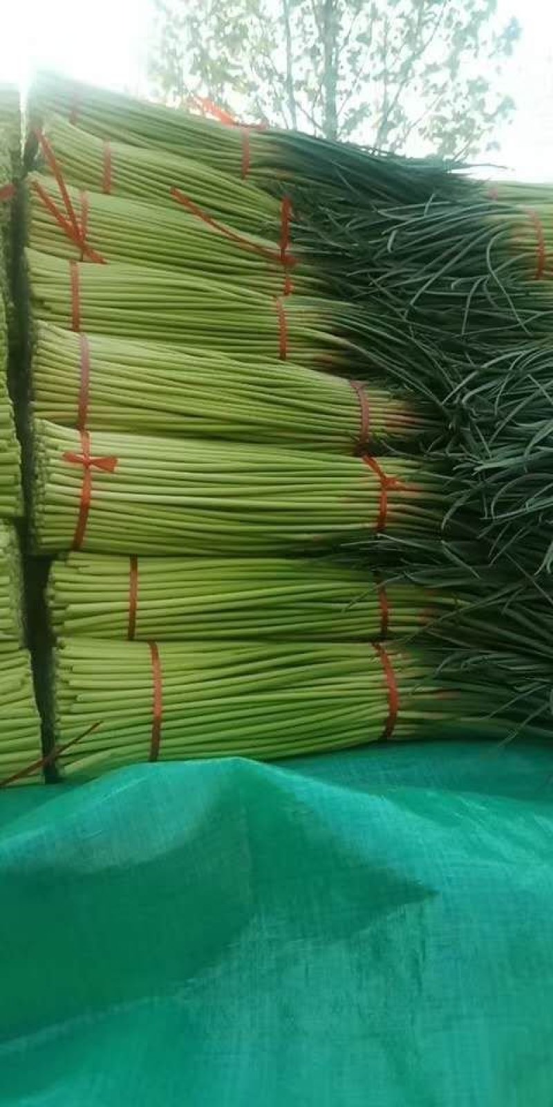 中牟县（红帽蒜苔）大量上市，价格低，质量好，可大吨位发货