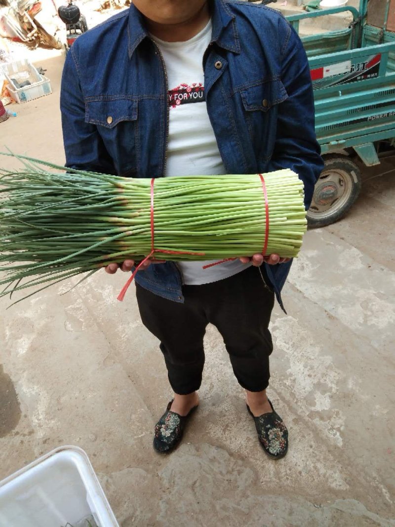 中牟县（红帽蒜苔）大量上市，价格低，质量好，可大吨位发货