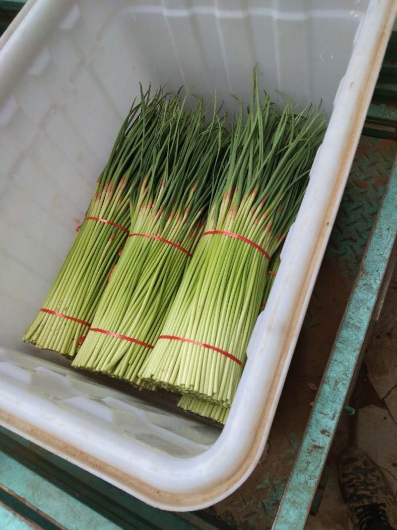 中牟县（红帽蒜苔）大量上市，价格低，质量好，可大吨位发货