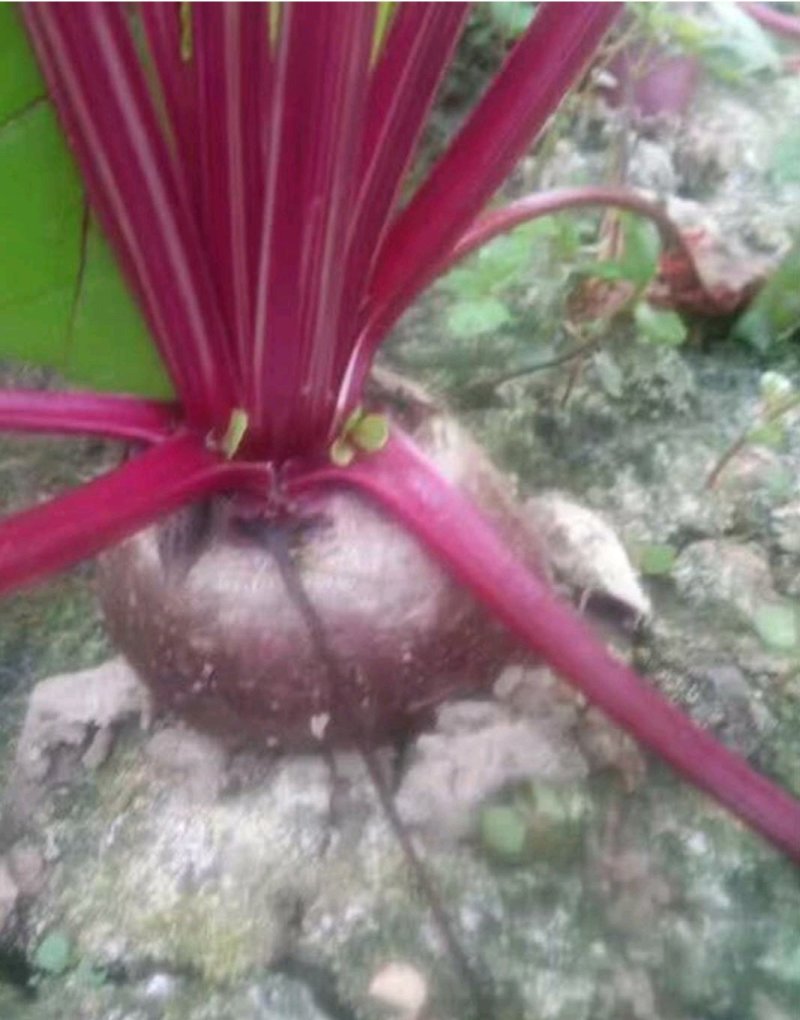 优质甜根菜，颜色鲜艳，口感脆甜，汁多味美，基地直供，佳品