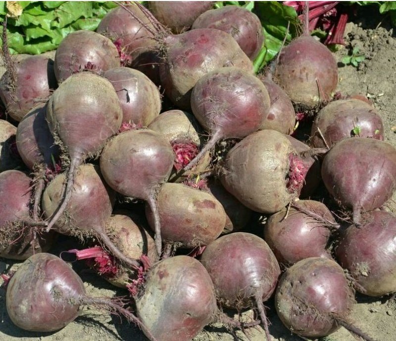 优质甜根菜，颜色鲜艳，口感脆甜，汁多味美，基地直供，佳品