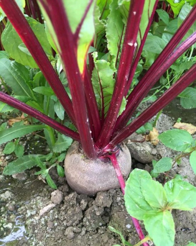 优质甜根菜，颜色鲜艳，口感脆甜，汁多味美，基地直供，佳品