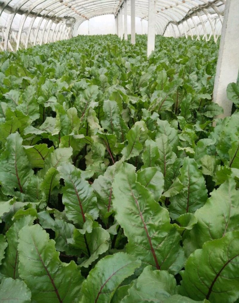 优质甜根菜，颜色鲜艳，口感脆甜，汁多味美，基地直供，佳品