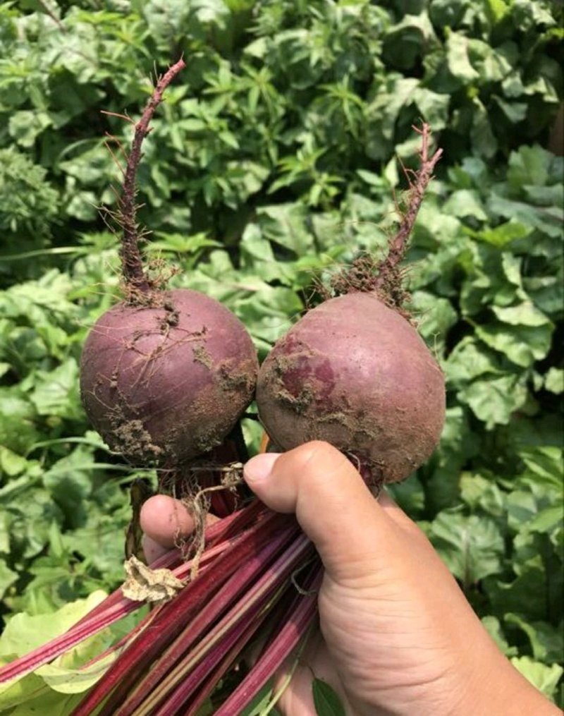 优质甜根菜，颜色鲜艳，口感脆甜，汁多味美，基地直供，佳品