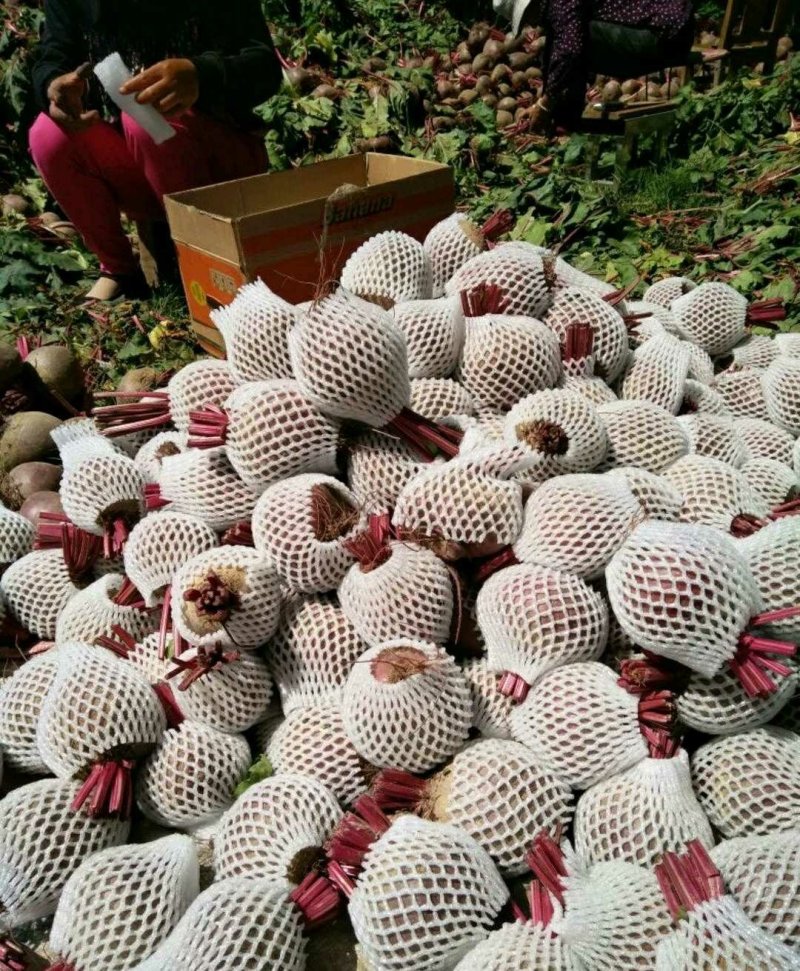 优质甜根菜，颜色鲜艳，口感脆甜，汁多味美，基地直供，佳品