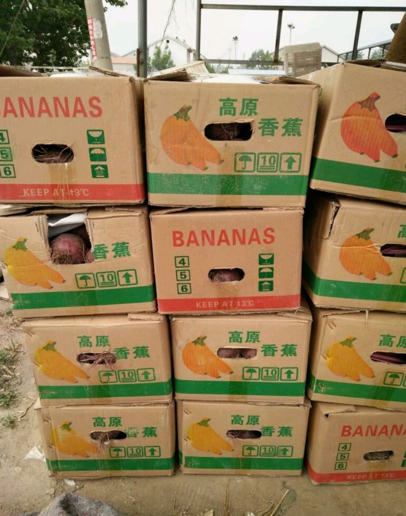 优质甜根菜，颜色鲜艳，口感脆甜，汁多味美，基地直供，佳品