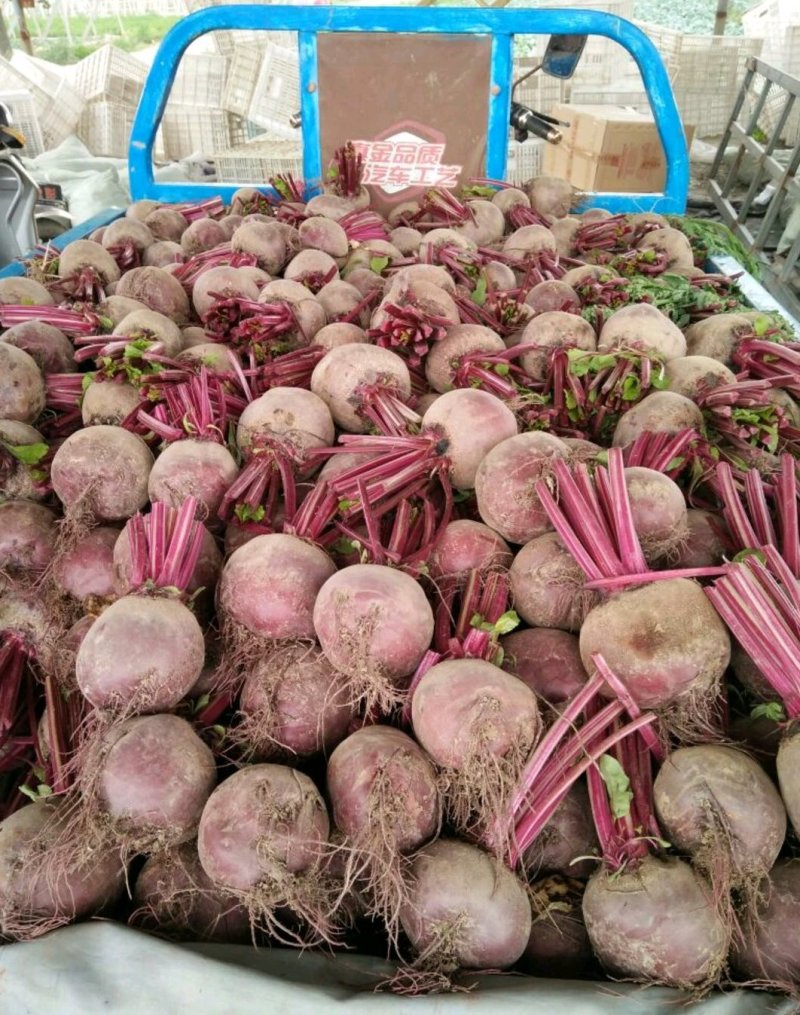 优质甜根菜，颜色鲜艳，口感脆甜，汁多味美，基地直供，佳品