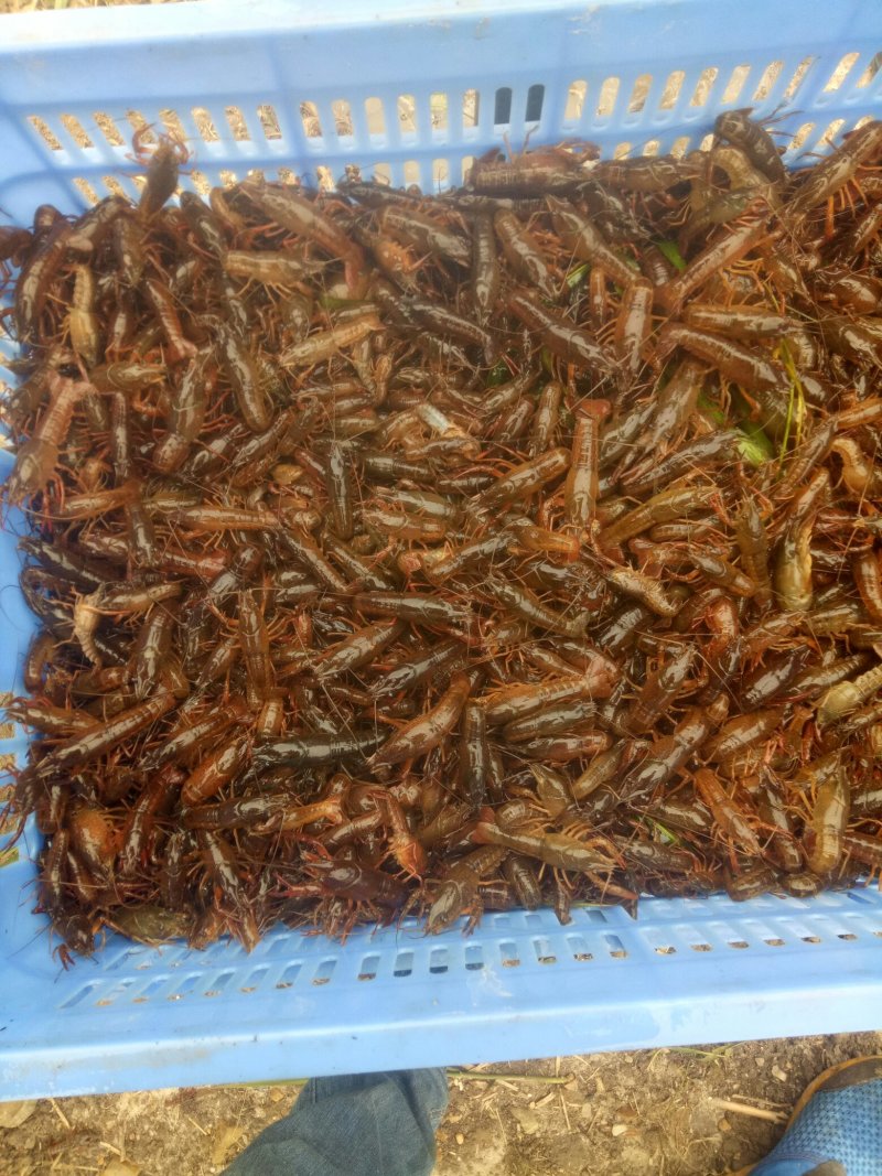 《推荐》桂林本地小龙虾苗，精品大量上市规格齐全欢迎咨询