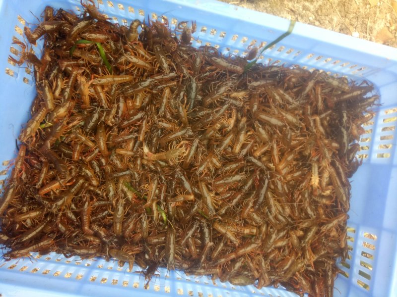 《推荐》桂林本地小龙虾苗，精品大量上市规格齐全欢迎咨询