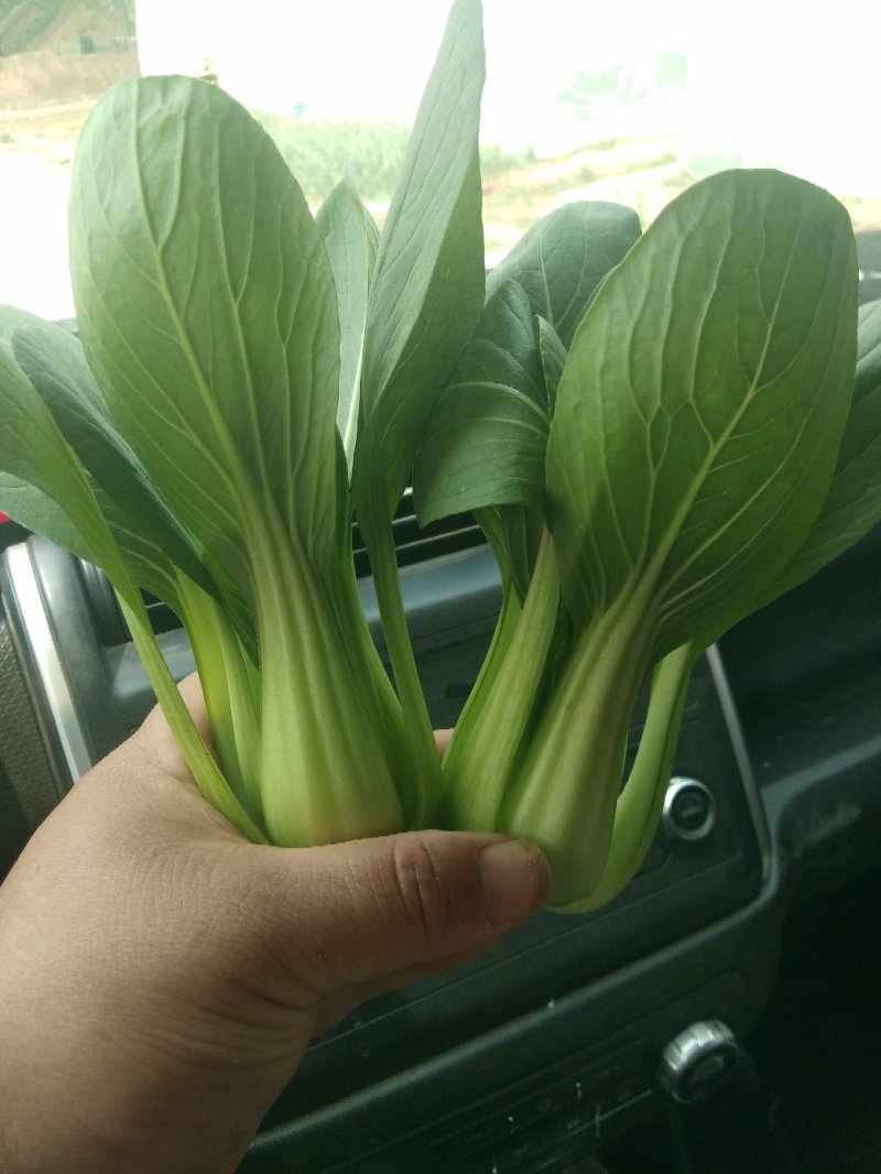 精品上海青，小油菜，保质保量，真诚合作，